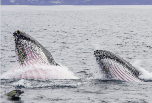 Humpback whales and common dolphins feed on pilchards in Twofold Bay, Eden, NSW. Image by Phill Small Photography.