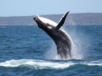 WHALE WATCHING TOURS