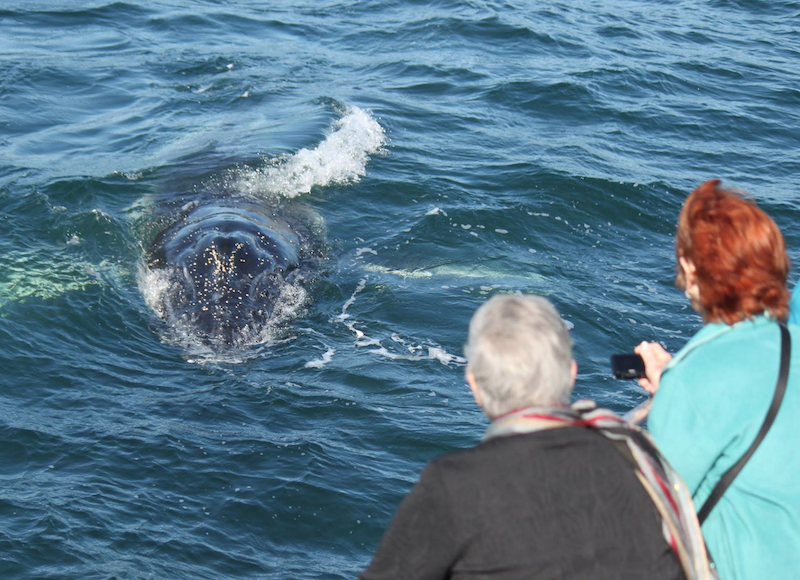Eden, NSW’s  #1 whale watching destination