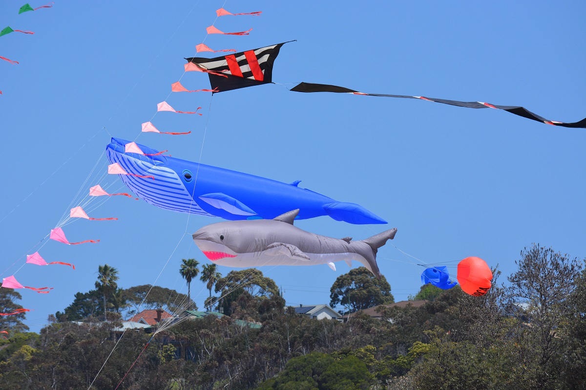 Home - Eden Whale Festival | Join the Migration!